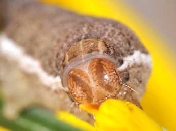  Chenille de Xestia castanea Esp. - ©Philippe Mothiron