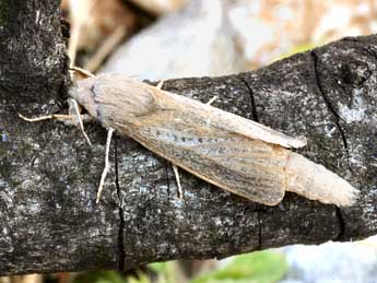 Phragmataecia castaneae Hb. adulte - Daniel Morel