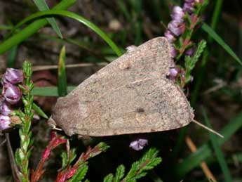 Xestia castanea Esp. adulte - Philippe Mothiron