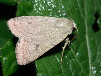 Xestia castanea Esp. adulte - Philippe Mothiron