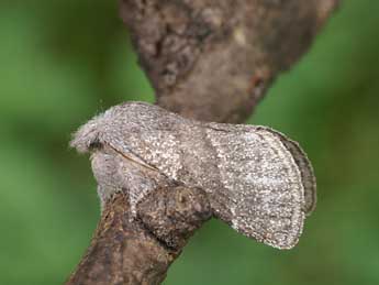 Trichiura castiliana Spl. adulte - ©Lionel Taurand