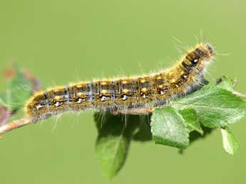  Chenille de Trichiura castiliana Spl. - ©Lionel Taurand