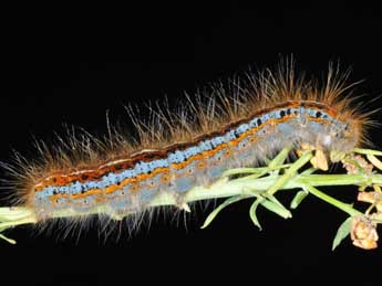  Chenille de Malacosoma castrense L. - Philippe Mothiron