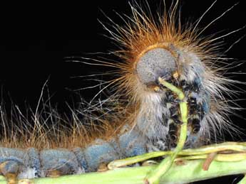  Chenille de Malacosoma castrense L. - Philippe Mothiron