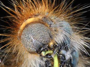  Chenille de Malacosoma castrense L. - ©Philippe Mothiron