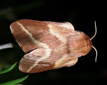 Malacosoma castrense L. adulte - Philippe Mothiron