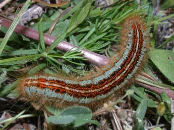  Chenille de Malacosoma castrense L. - Philippe Mothiron