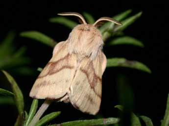 Malacosoma castrense L. adulte - Philippe Mothiron