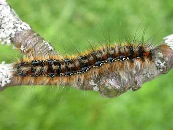  Chenille de Eriogaster catax L. - ©David Demerges