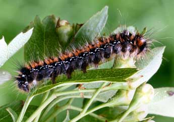  Chenille de Eriogaster catax L. - ©Daniel Morel