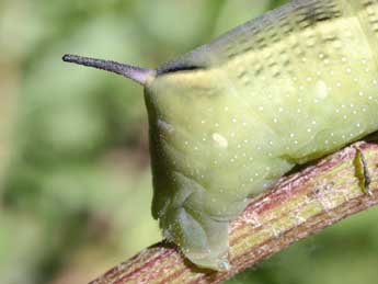  Chenille de Hippotion celerio L. - ©Serge Wambeke