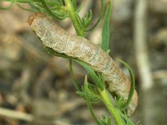  Chenille de Cucullia cemenelensis Brsn - ©Daniel Morel