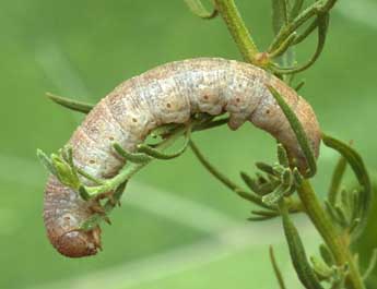  Chenille de Cucullia cemenelensis Brsn - ©Daniel Morel