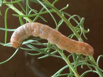  Chenille de Cucullia cemenelensis Brsn - Patrick Rosset