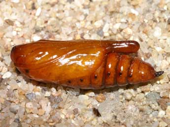  Chrysalide de Cucullia cemenelensis Brsn - ©Lionel Taurand