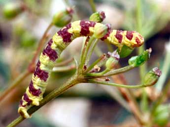  Chenille de Eupithecia extraversaria H.-S. - ©Daniel Morel