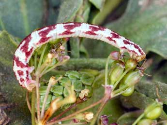  Chenille de Eupithecia extraversaria H.-S. - ©Daniel Morel