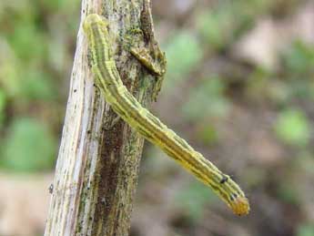  Chenille de Eupithecia centaureata D. & S. - Brigitte Seys