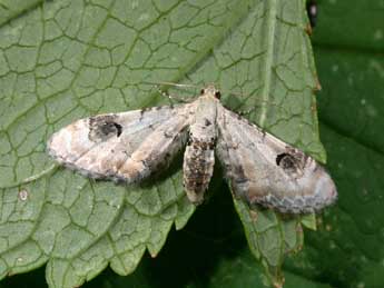 Eupithecia centaureata D. & S. adulte - Philippe Mothiron