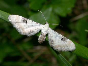 Eupithecia centaureata D. & S. adulte - Philippe Mothiron