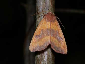 Atethmia centrago Hw. adulte - ©Philippe Mothiron