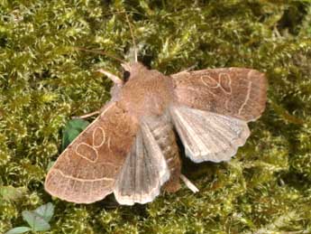 Orthosia cerasi F. adulte - Philippe Mothiron