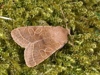 Orthosia cerasi F. adulte - ©Philippe Mothiron