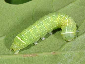  Chenille de Orthosia cerasi F. - Philippe Mothiron