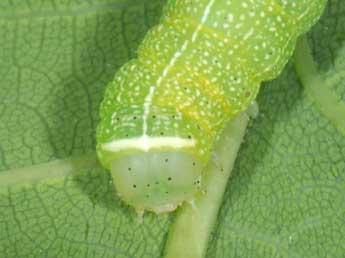  Chenille de Orthosia cerasi F. - Philippe Mothiron