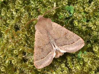 Orthosia cerasi F. adulte - ©Philippe Mothiron