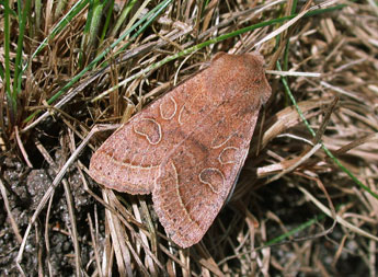 Orthosia cerasi F. adulte - Philippe Mothiron