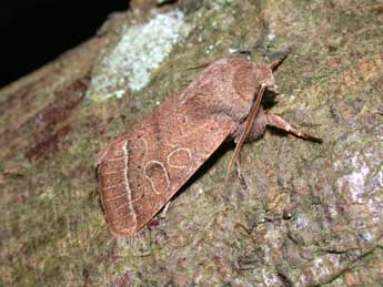 Orthosia cerasi F. adulte - ©Philippe Mothiron