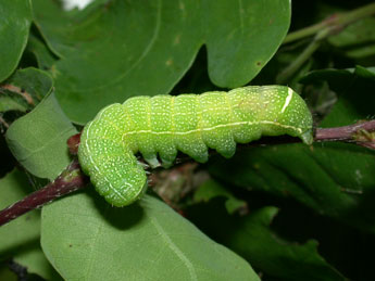  Chenille de Orthosia cerasi F. - Philippe Mothiron