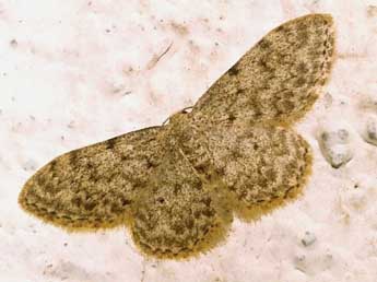 Idaea cervantaria Mill. adulte - ©Philippe Geniez