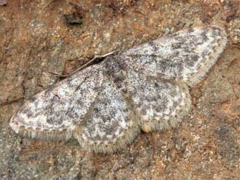 Idaea cervantaria Mill. adulte - ©Daniel Morel