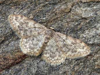 Idaea cervantaria Mill. adulte - ©Daniel Morel