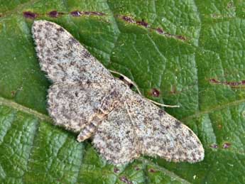 Idaea cervantaria Mill. adulte - ©Daniel Morel