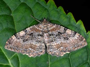 Rheumaptera cervinalis Scop. adulte - ©Alexis Borges