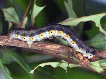  Chenille de Rheumaptera cervinalis Scop. - ©Philippe Mothiron