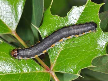  Chenille de Rheumaptera cervinalis Scop. - ©Philippe Mothiron