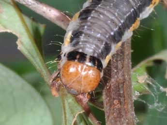  Chenille de Rheumaptera cervinalis Scop. - Philippe Mothiron