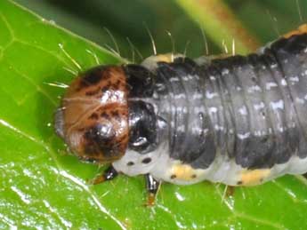  Chenille de Rheumaptera cervinalis Scop. - ©Philippe Mothiron