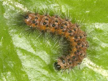  Chenille de Chelis cervini Fallou - ©Daniel Morel