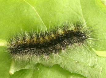  Chenille de Chelis cervini Fallou - ©Daniel Morel