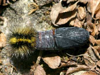  Chrysalide de Chelis cervini Fallou - ©Grgory Guicherd