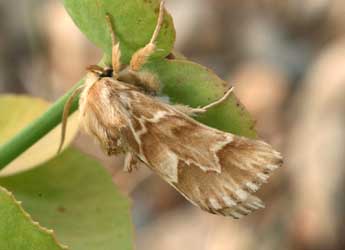 Acronicta chamoenices H.-S. adulte - ©Daniel Morel