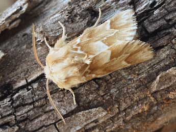 Acronicta chamoenices H.-S. adulte - ©Daniel Morel