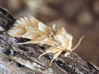 Acronicta chamoenices H.-S. adulte - Daniel Morel