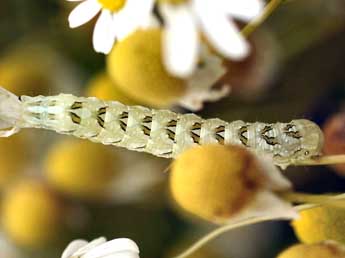  Chenille de Cucullia chamomillae D. & S. - ©Daniel Morel