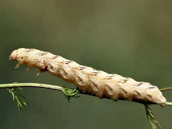  Chenille de Cucullia chamomillae D. & S. - ©Daniel Morel